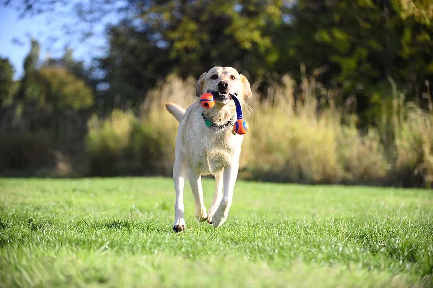 Chuckit Ultra Duo Tug