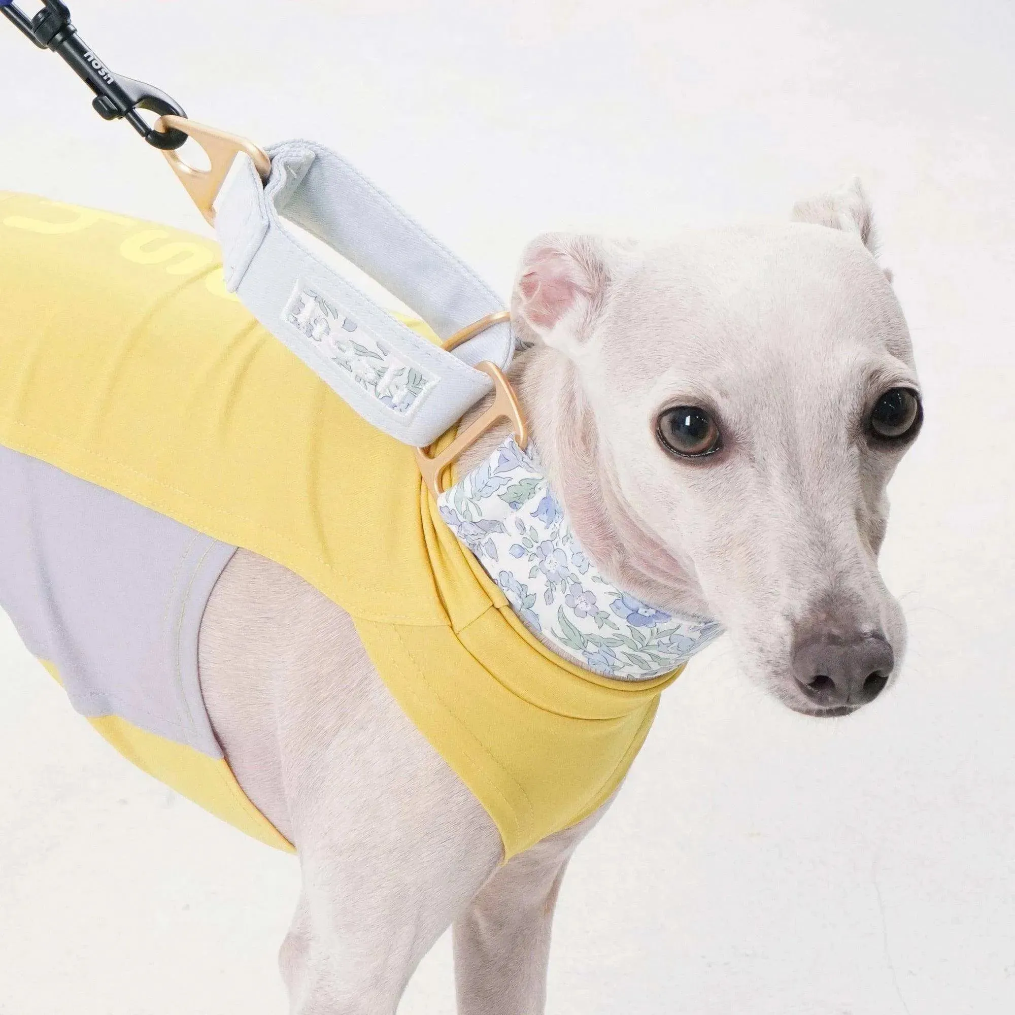 Flower Print Martingale Collar | Blue