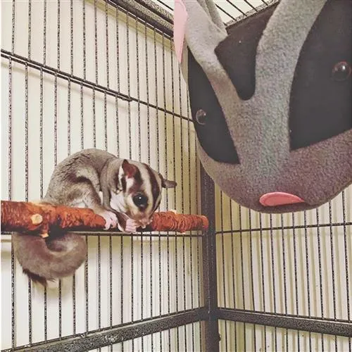 Glider Face Pouch