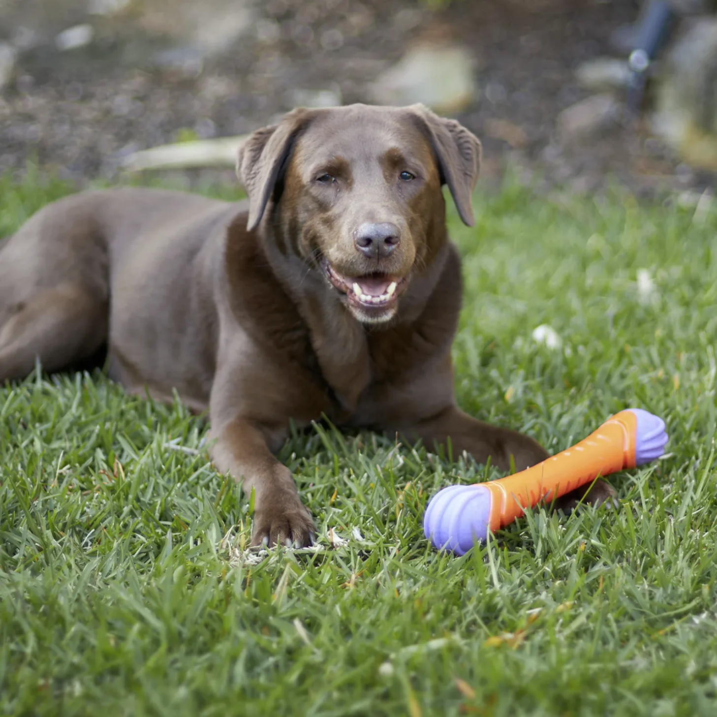 Kazoo Dog Toy Extreme Play Chew Stick