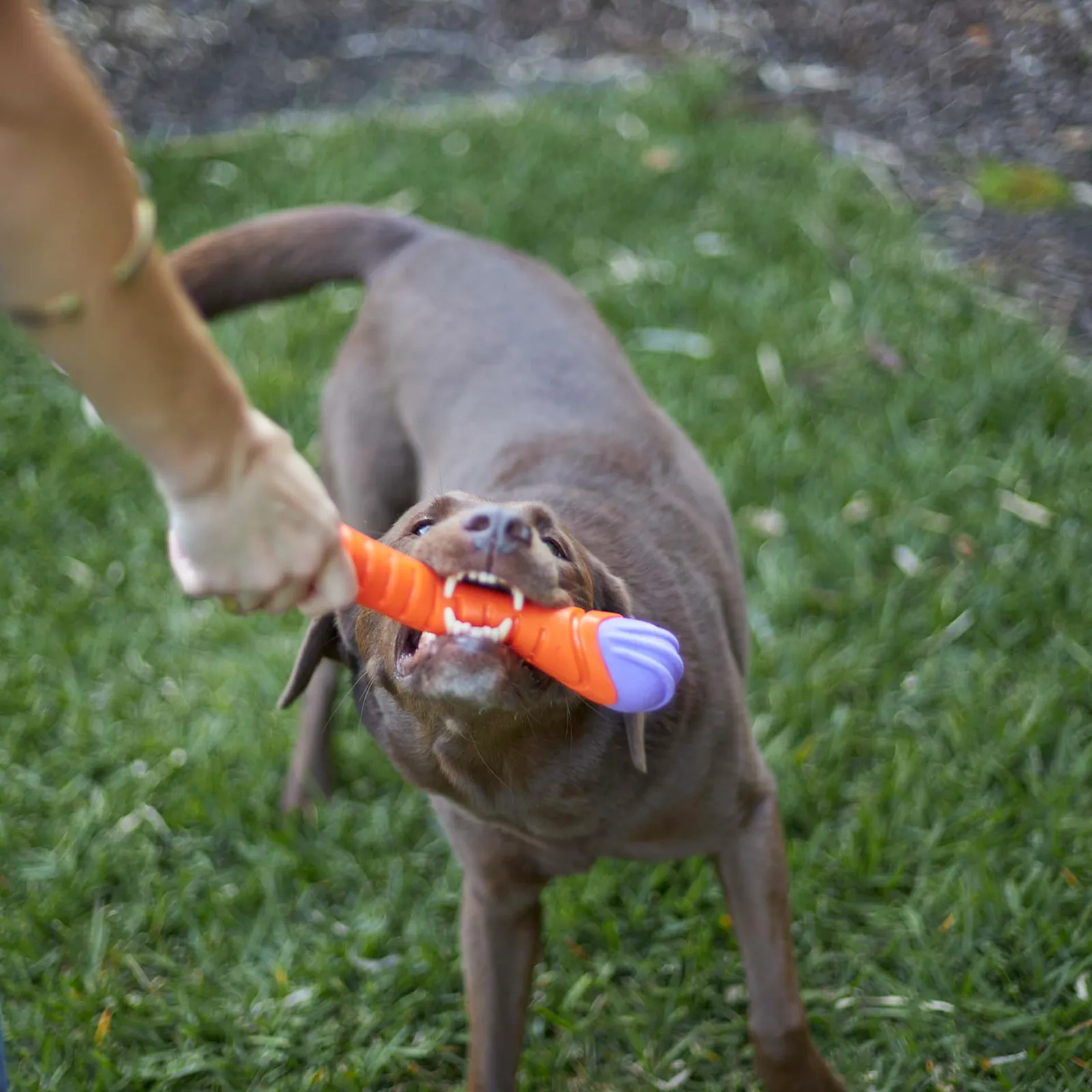 Kazoo Dog Toy Extreme Play Chew Stick