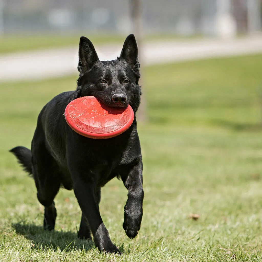 Kong Classic Flyer Toy for Dogs