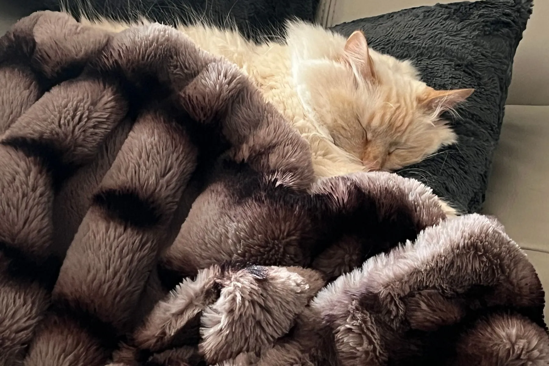 Royal Opulence Faux Fur Pet Blankets - Simply The Best For Furry Friends (Sold Out - Merlot!)