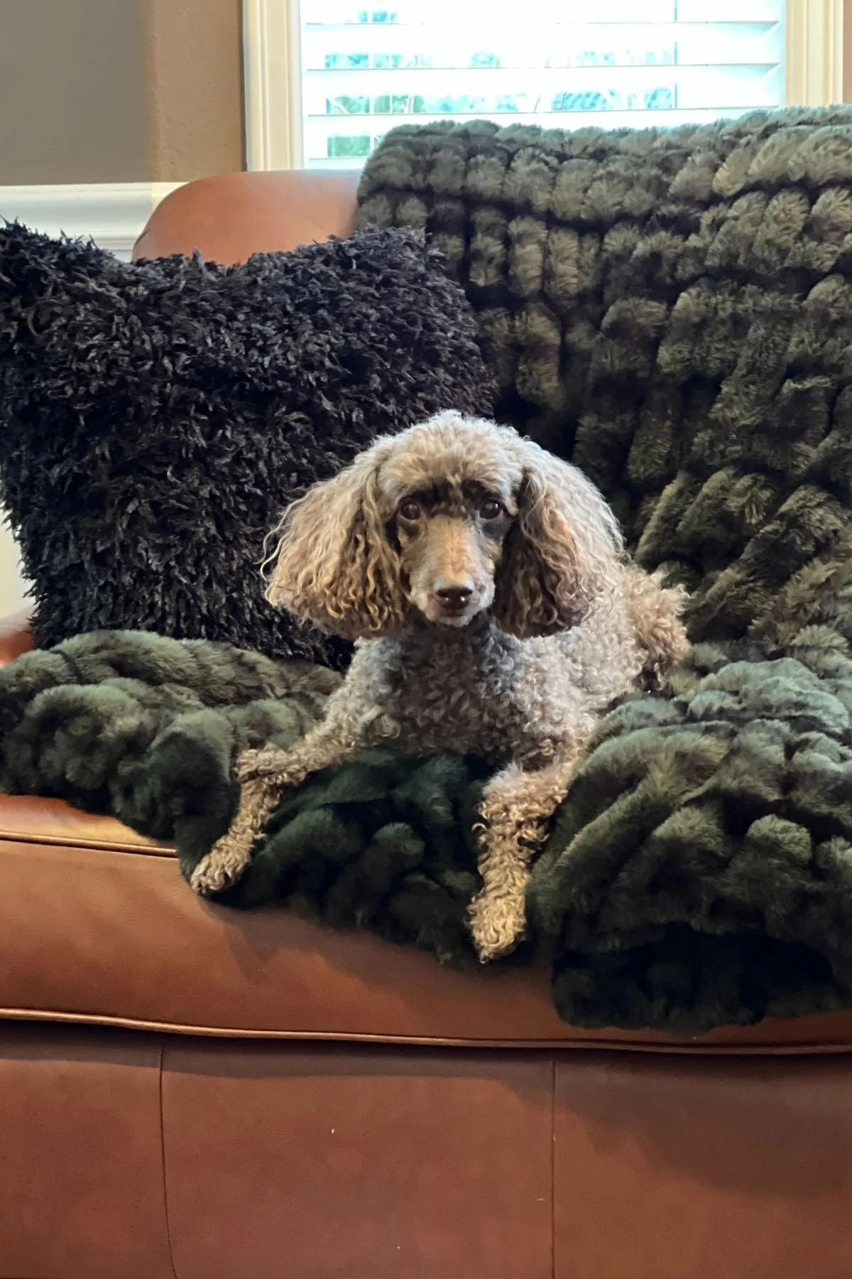 Royal Opulence Faux Fur Pet Blankets - Simply The Best For Furry Friends (Sold Out - Merlot!)