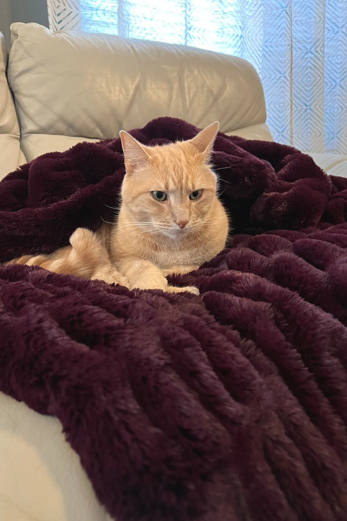 Royal Opulence Faux Fur Pet Blankets - Simply The Best For Furry Friends (Sold Out - Merlot!)