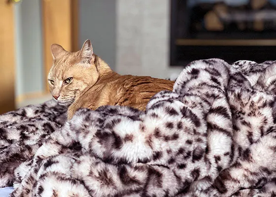 Royal Opulence Faux Fur Pet Blankets - Simply The Best For Furry Friends (Sold Out - Merlot!)