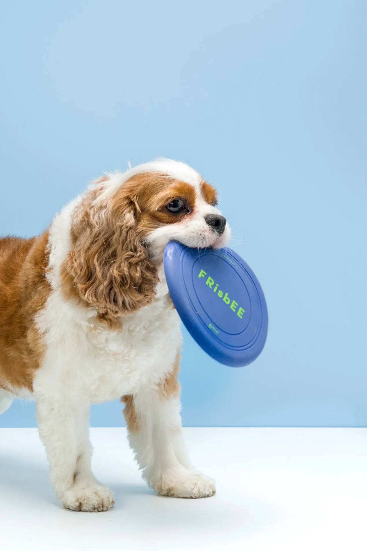 Silicone Dog Frisbee by Gummi Pets